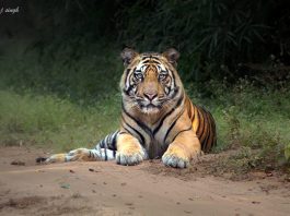 Tiger Safari Bandhavgarh