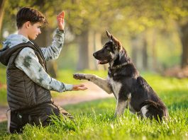 dog training Murfreesboro TN