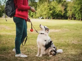 puppy training